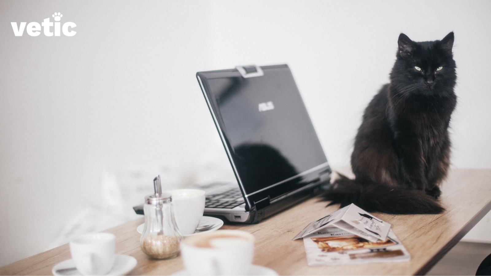 One black cat sitting next to an ASUS laptop, coffee cups and open brochures on a work desk. On take your pet to work day, consider your coworkers preferences, allergies and fears.