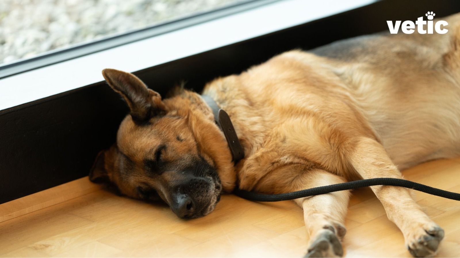 German Shepherd pup on a leash sleeping against a window. When you take your pet to work ensure that they are on a harness or leash for everyone's safety.