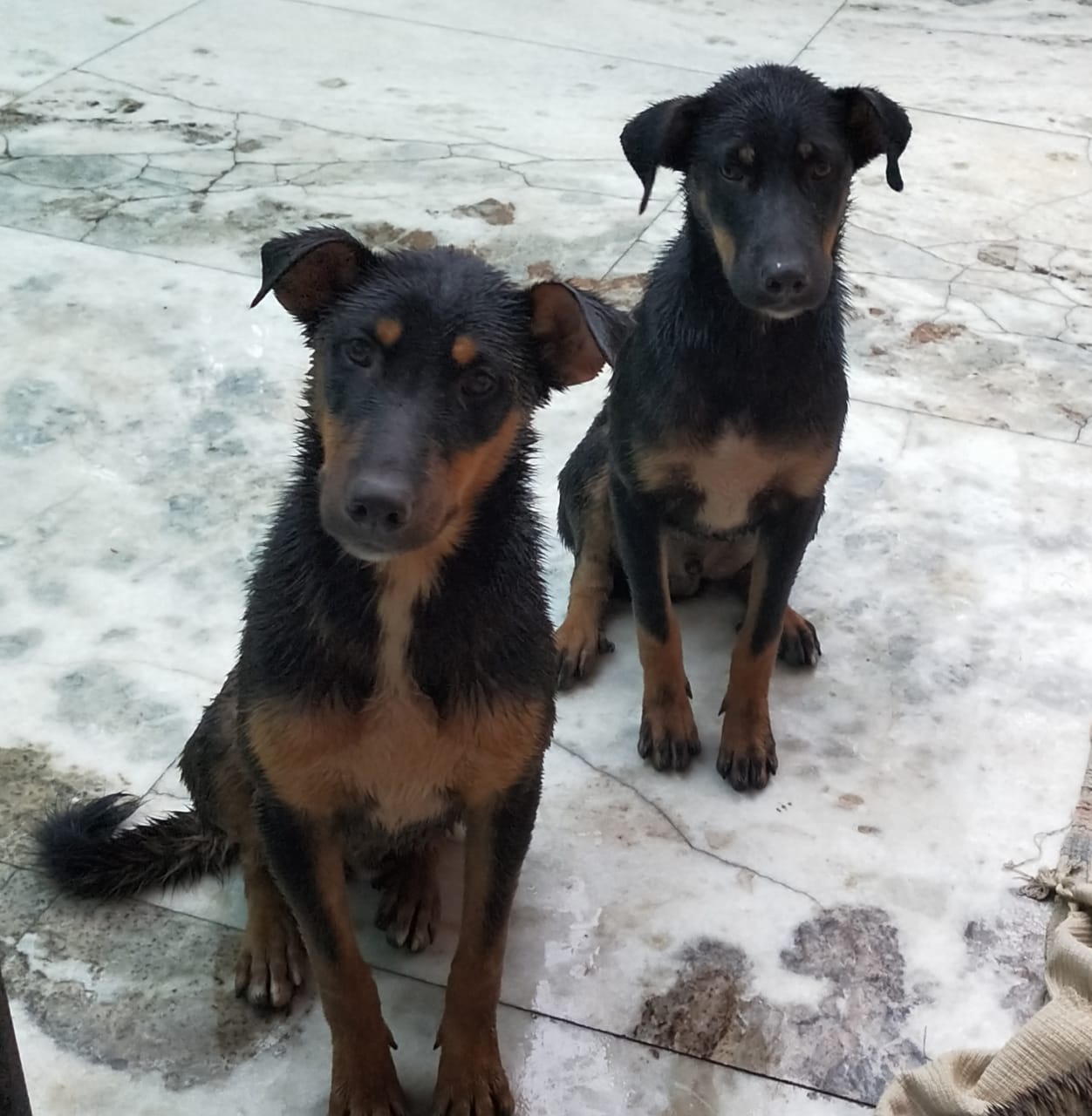 Two almost identical looking puppies in black and brown sitting side by side looking at the camera. The two brothers Gulab and Jamun waiting ardently for food.