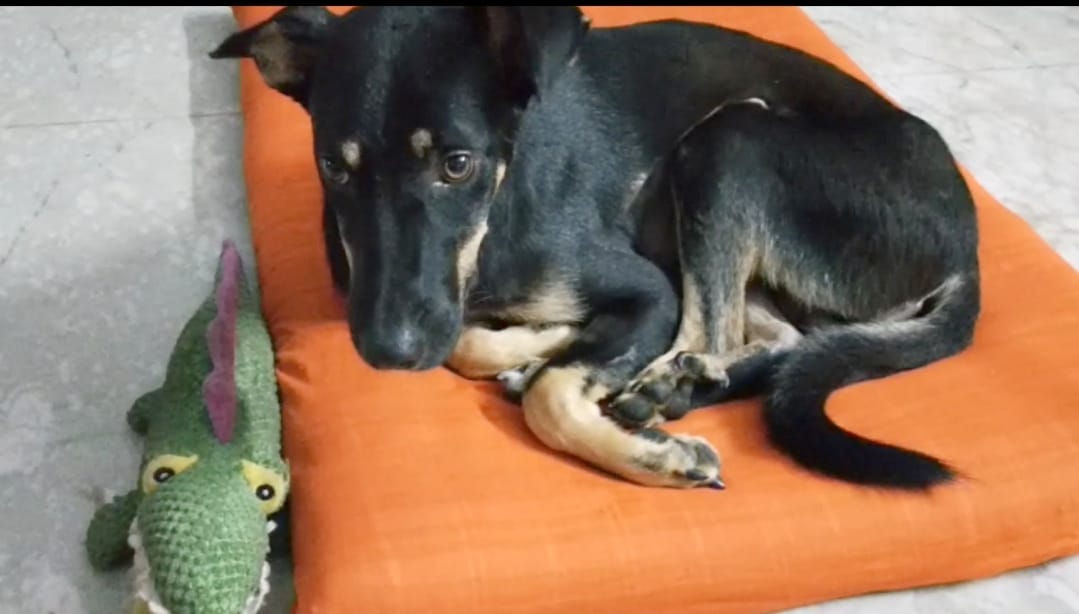 Black and fawn 9 month old puppy curled up on his bed after a traumatic diaphragmatic hernia surgery.