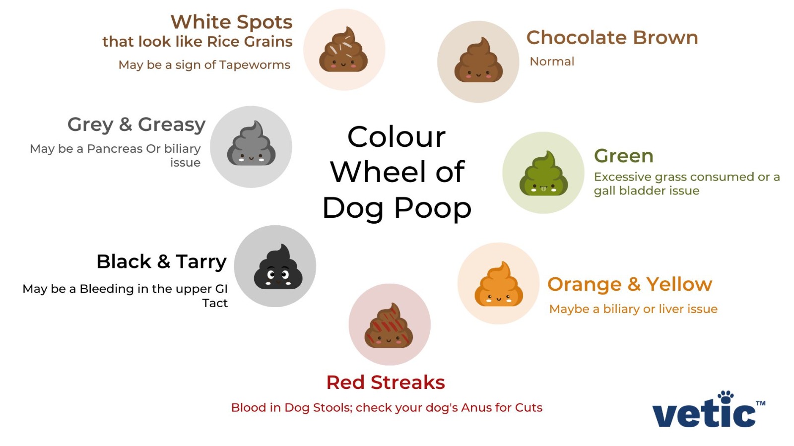 do dogs poop blood when they are in heat