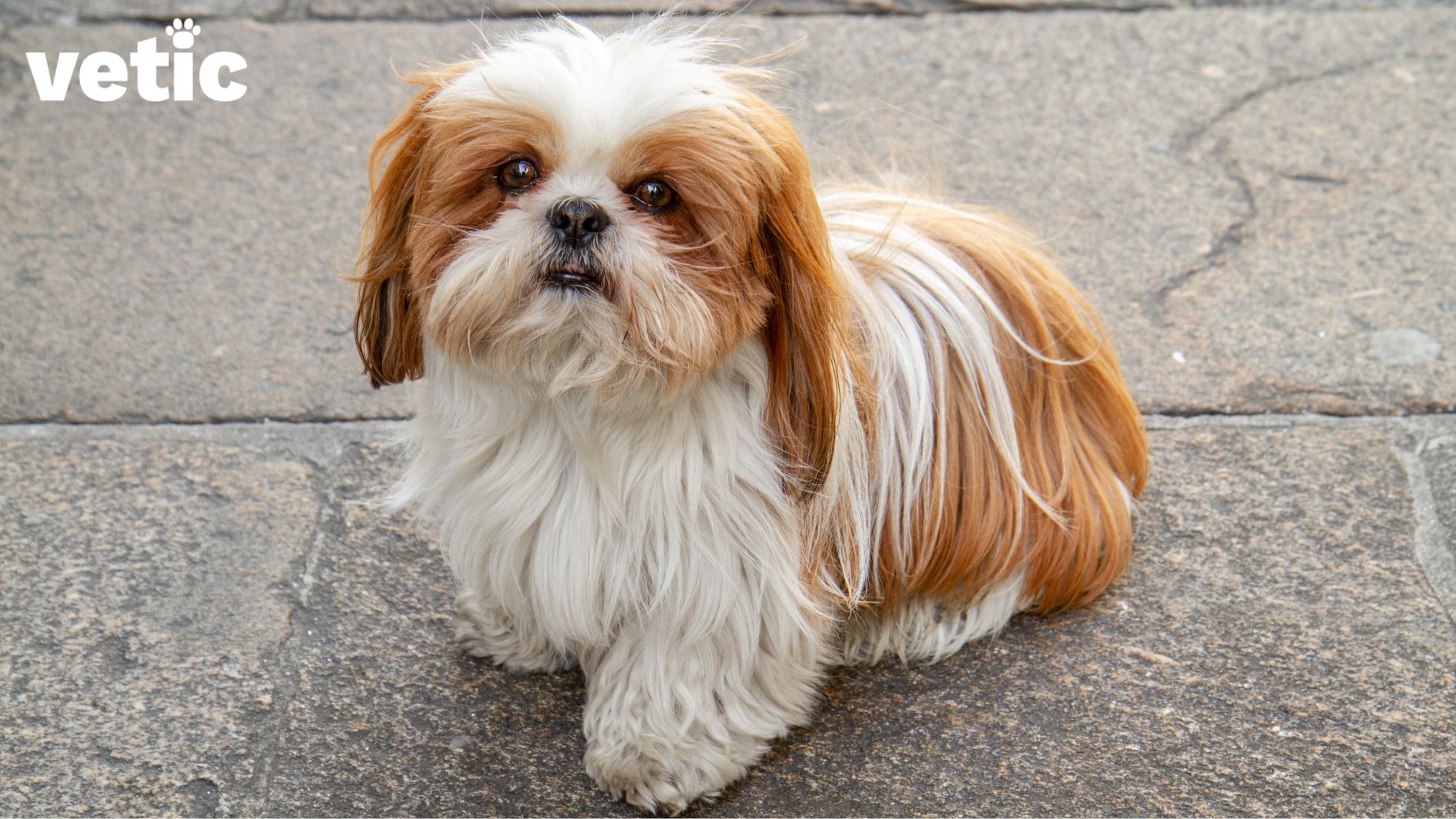 Shih Tzu breed pup sitting on a stone pavement looking up at the camera. The pup has light brown fur around their eyes, on their ears and back.