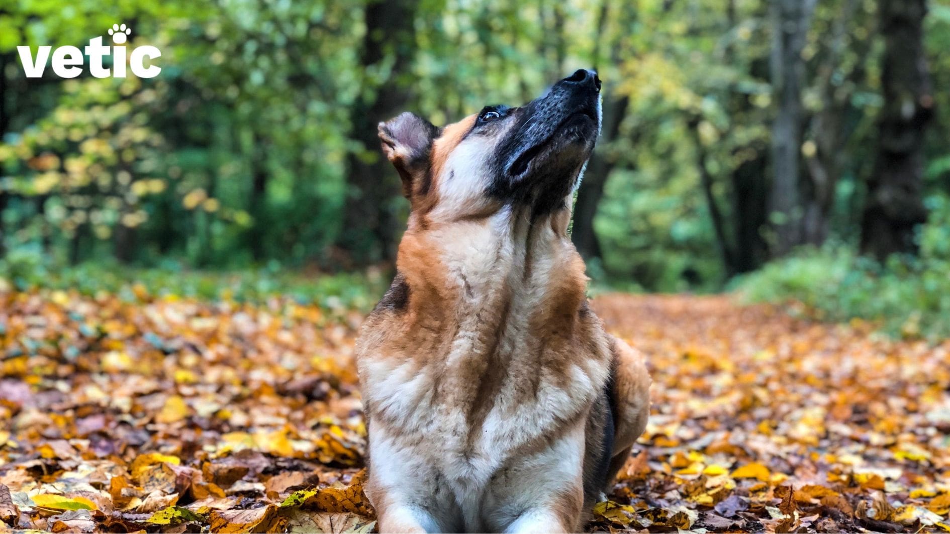 German Shepherd sitting on fallen leaves with lots of trees in the background. They are looking up, probably at one of the trees because they heard a noise.