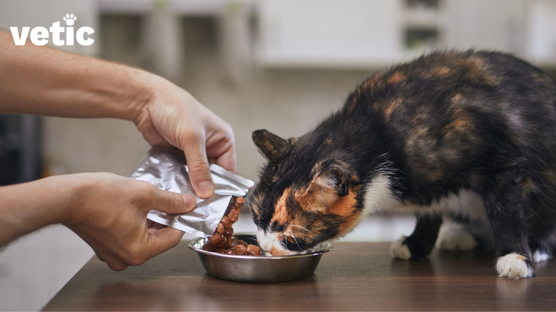 Two hands pouring out wet cat food into a small steel bowl as a calico cat with white paws and a white chest licks the bowl. the bowl is on a wooden table and so is the cat. the cat is on the right and the hands are on the left.