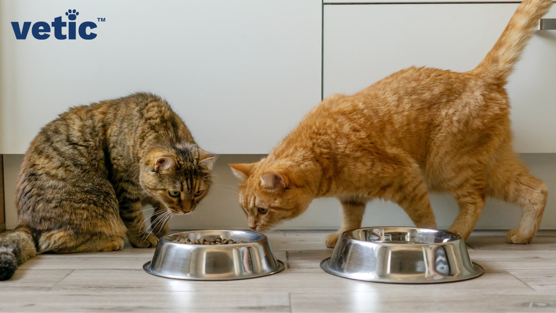 An orange tabby and a tortoise shell cat. The orange tabby is sniffing the food bowl in front of the other cat since it's food bowl is empty. the tortoise shell cat looks at the tabby displeased. Cough and cold in cats can spread quickly in multi-cat households through direct and indirect contact