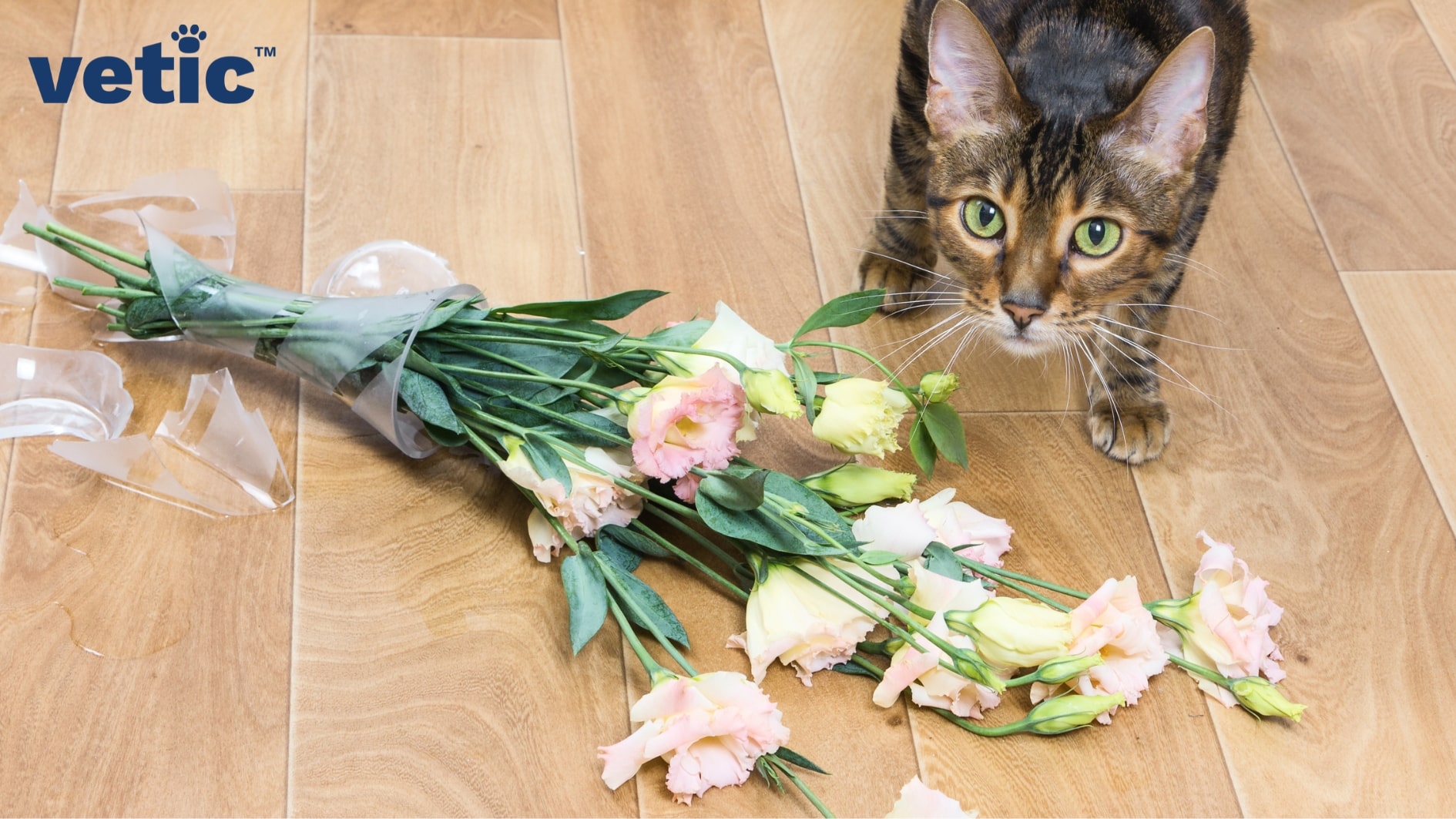 a mackerel cat looks up at the camera while a broken flower vase lay in front of him along with the fresh flowers it contained. accidents like this can happen when new cat owners do not cat-proof their house