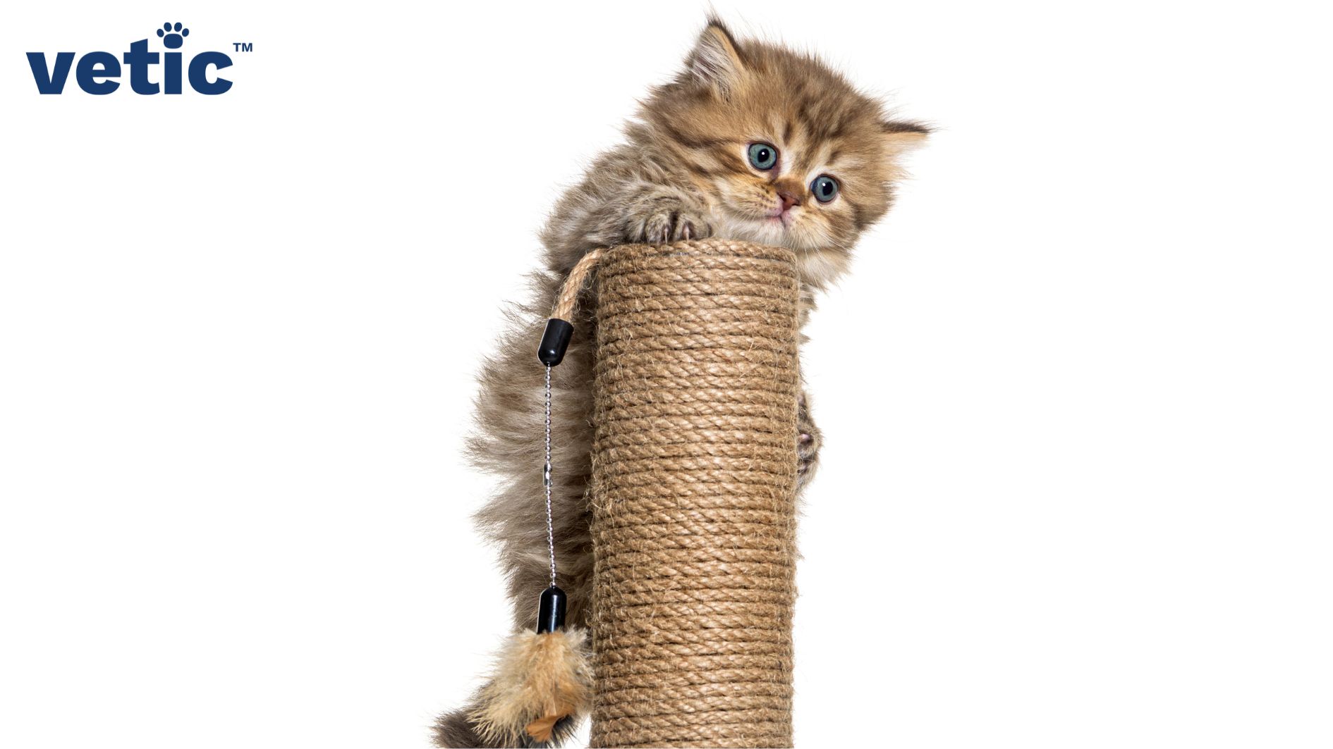 Golden-brown Mackerel kitten sitting on top of a cat scratcher with a feather toy attached to the scratcher's top-end.