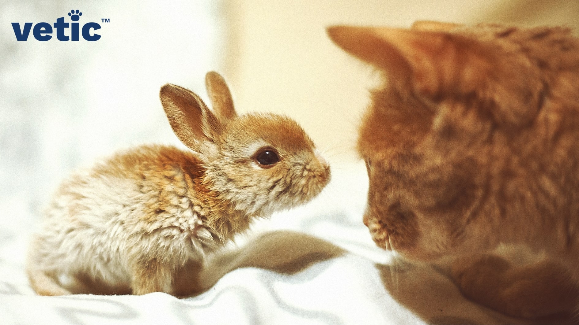 An orange cat looks on as a small brown and white rabbit tries to get close. Cats do not typically get along well with smaller animals since their hunting instincts kick in.