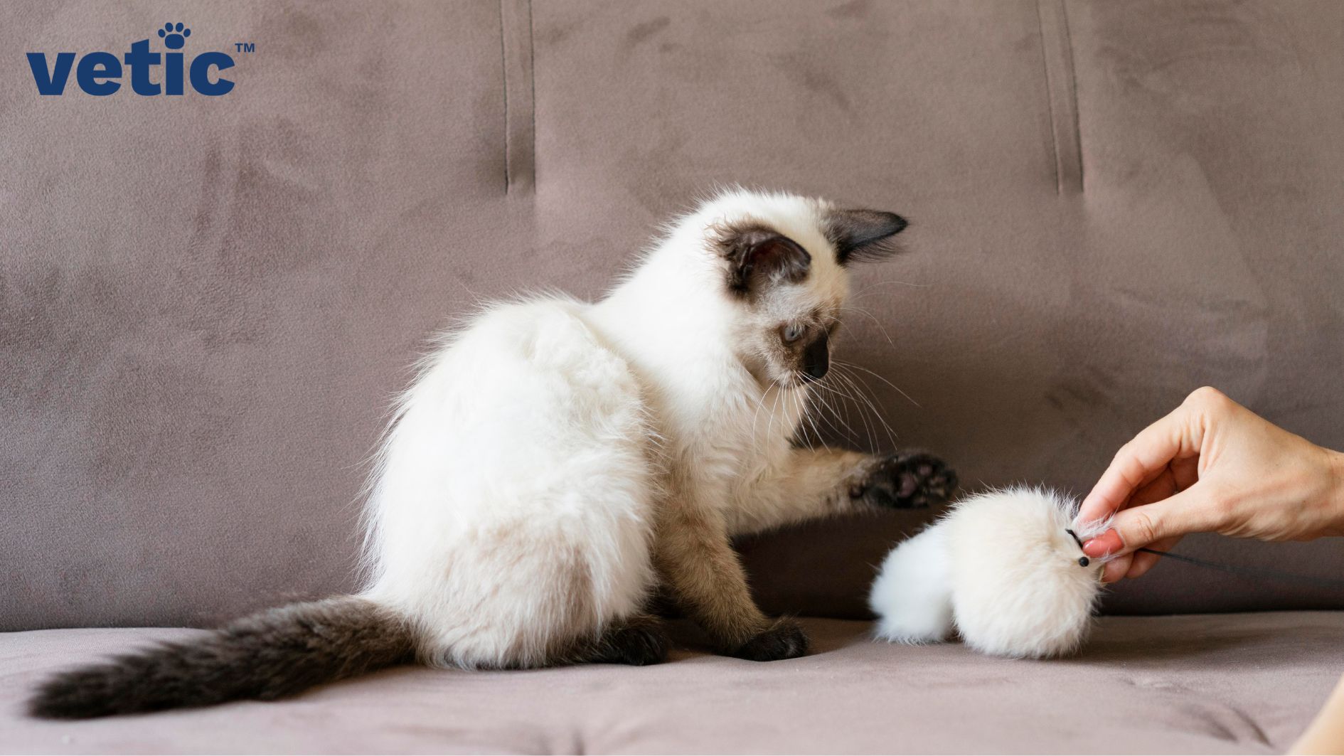 Tiny Himalayan Kitten playing with an interactive toy. Both the kitten and the toy are white. the kitten has the traditional black snout, ears, paws and tail of a himalayan kitten.