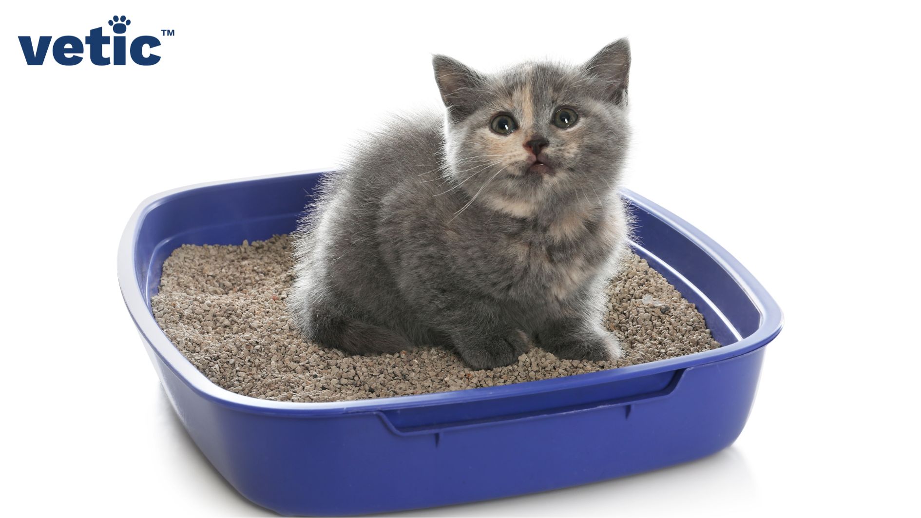 Tiny grey and light orange tortoise shell kitten sitting inside a small blue litter box filled with bentonite litter