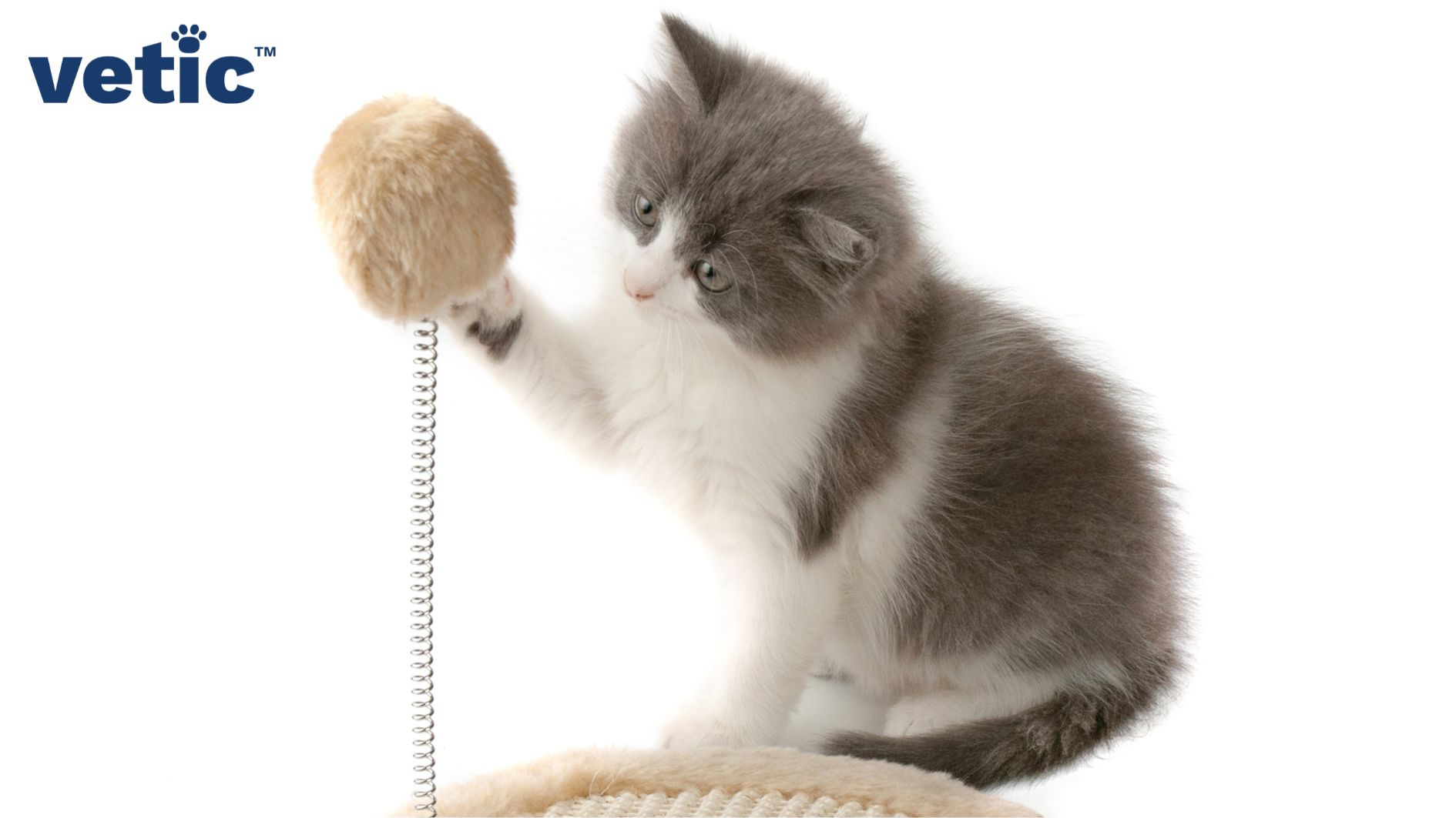 Grey and white kitten playing with a fur-top toy installed on a long spring and a solid board.