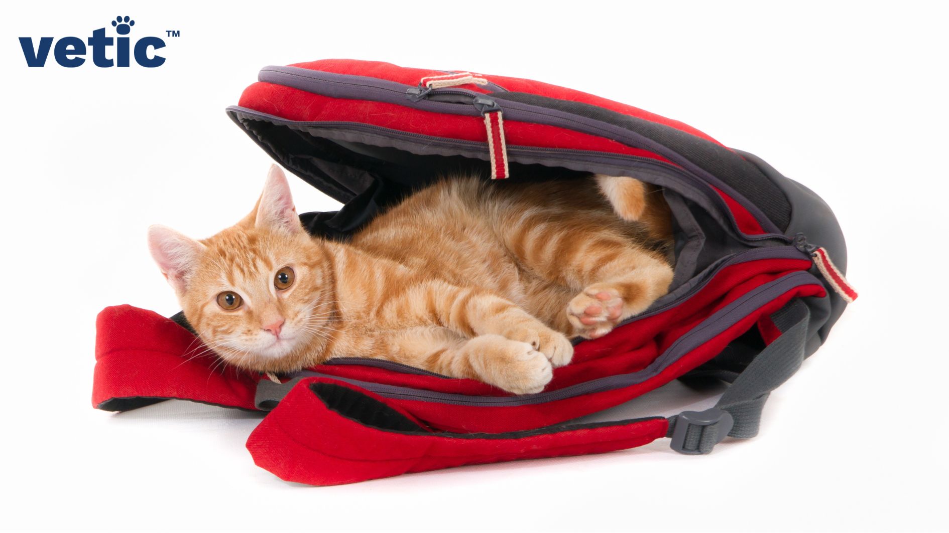 A ginger cat lying inside an unzipped red and grey cat bag looking at the camera.