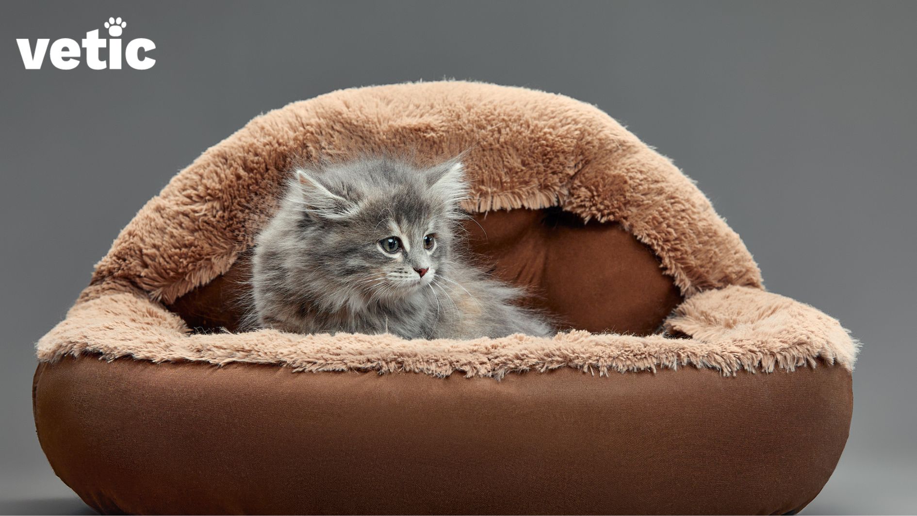 A small kitten with medium-long coat inside a brown cat bed cum home.