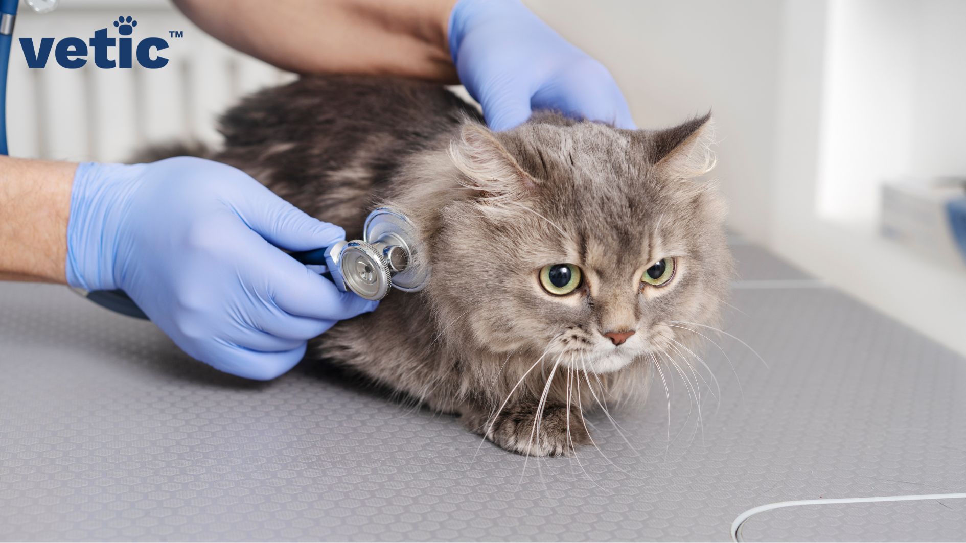 Cute grey and brown mixed breed short haired cat sitting on the examination table of a veterinarian. two gloved hands - one holding the cat and the other checking the vitals using a stethoscope. emergency in cats always warrants veterinarian visits.