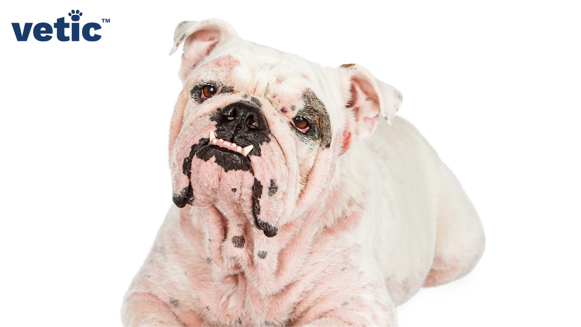 White English Bulldog sitting on the floor against a full white background. the dog has very red, irritated skin. Skin allergies in dogs is very common among breeds with a large number of skin folds. 