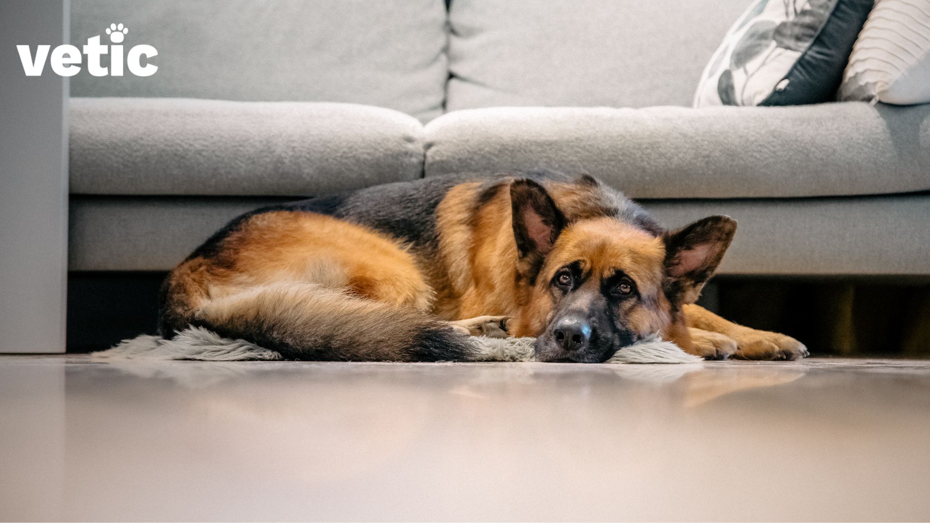 A black and tan adult German Shepherd lying curled up on a rug. A grey couch with two cushions is visible in the background. The dog looks solemn and inactive.