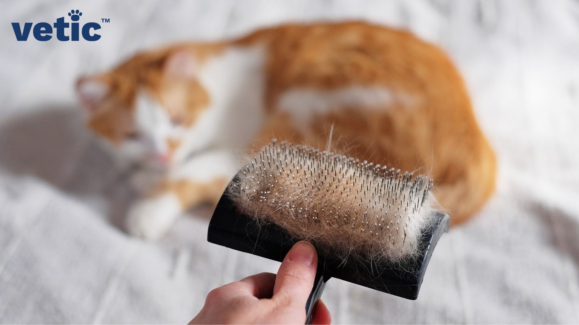 A woman's hand holding a cat hair brush in the focus of the camera. the brush has clumps of orange and white fur probably caused by the shedding of the orange-white cat in the background. The quantity of fur due to shedding in cats is normal. the cat is out of focus, sitting on a white bedsheet.