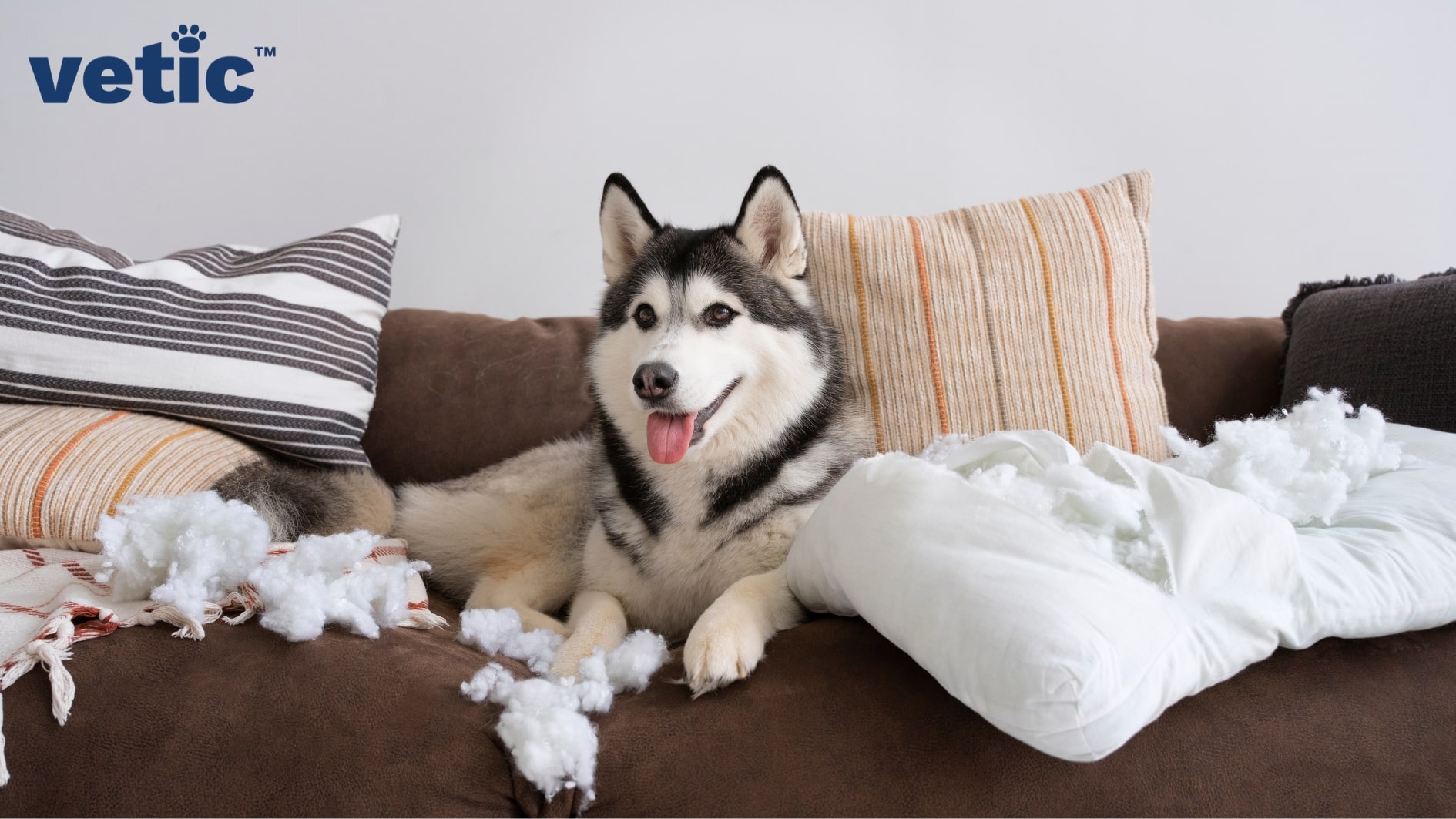 Black and white husky with brown eyes sitting on the couch with tattered cushions. huskies require consistent training and exercises.