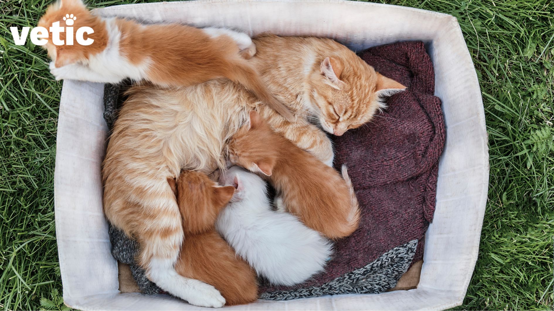 an orange-white mother cat feeding lying on her side in a bed lined with multiple warm knit blankets and feeding her 3 kittens. the fourth kitten is climbing over her back peeping from the edge of the bed. two kittens are orange, one is white and one is orange with white patches. the bed seems to be on a grassy surface.
