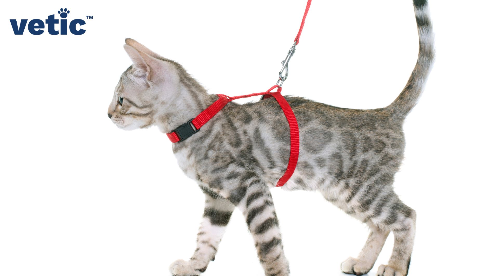 Grey Bengal Cat in a red harness and leash
