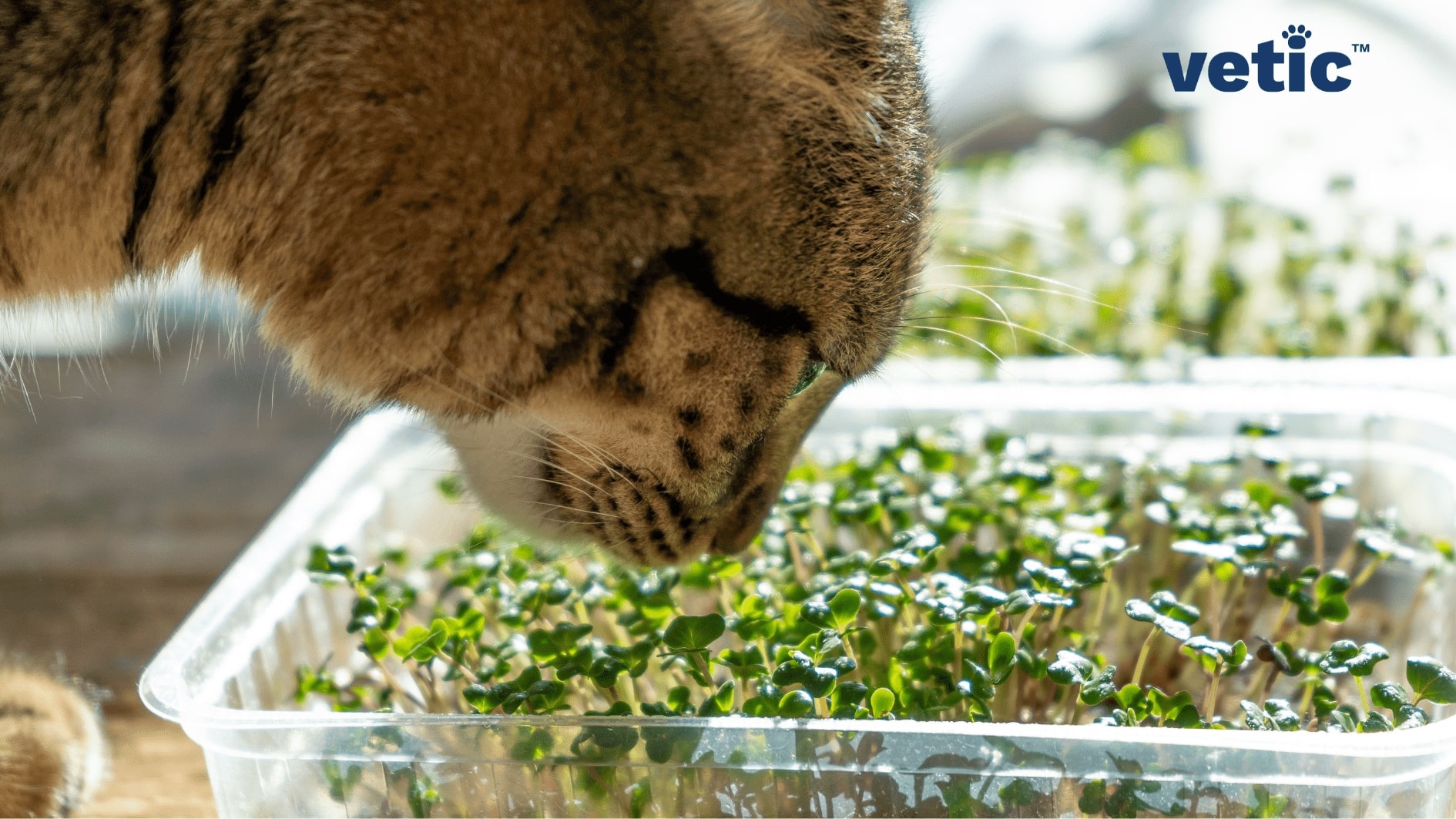 A very close shot of a cat sniffing fresh sprouts grown in a plastic container. only the cat's side profile is visible. the ears and rest of the body is not in the photo. the cat seems to be a ticked mackerel. cats will sniff and chew on leaves, but cats can't thrive on vegetables. it's not natural or healthy for cats be vegetarian.