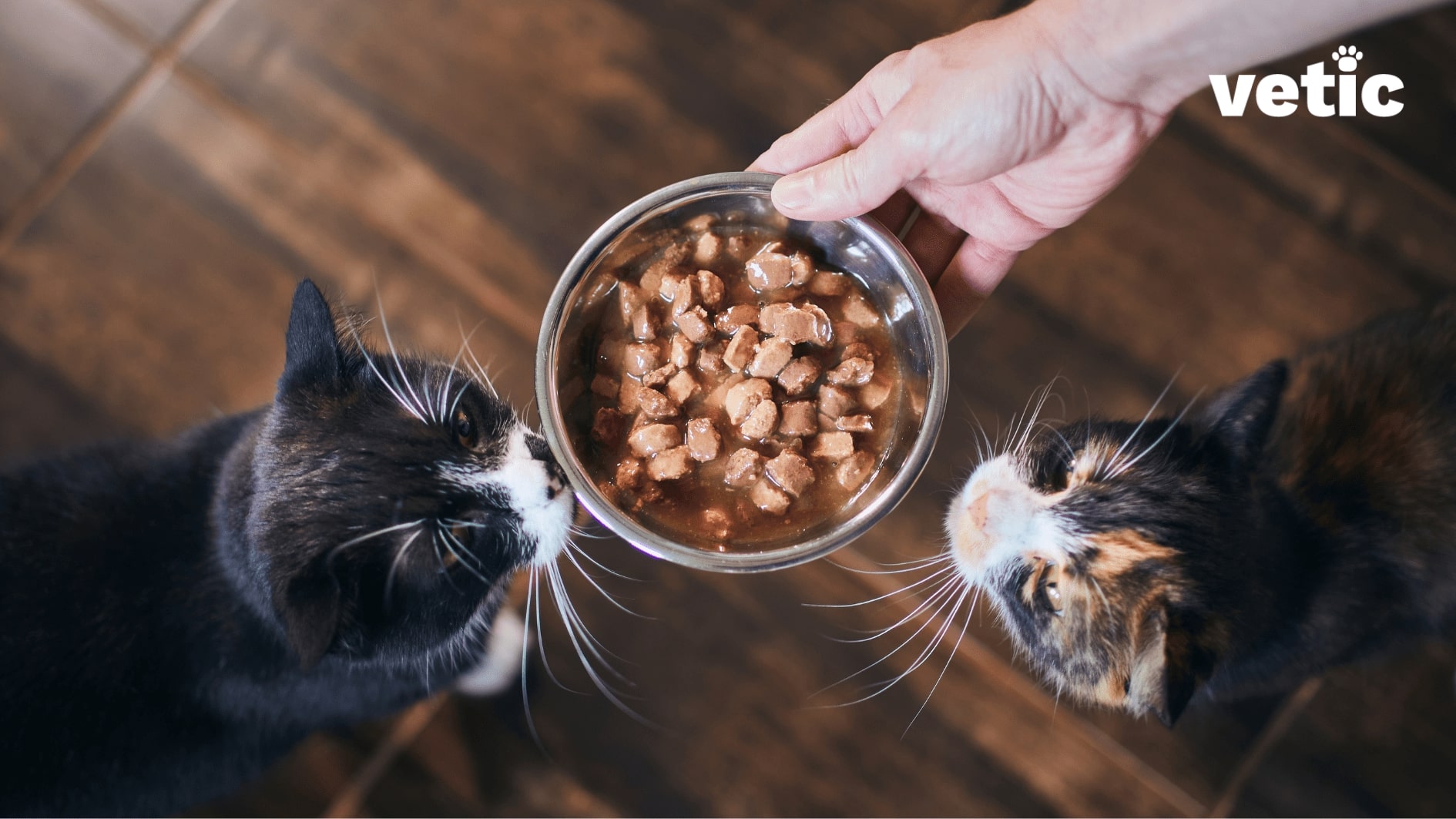 Top shot of hand offering a bowl of wet cat food to two cats. one cat is a calico and the other one is mostly black with white paws and a white muzzle. Commercial cat food can replace a cat's natural diet of animal proteins since it is not feasible for cats to be vegetarians.