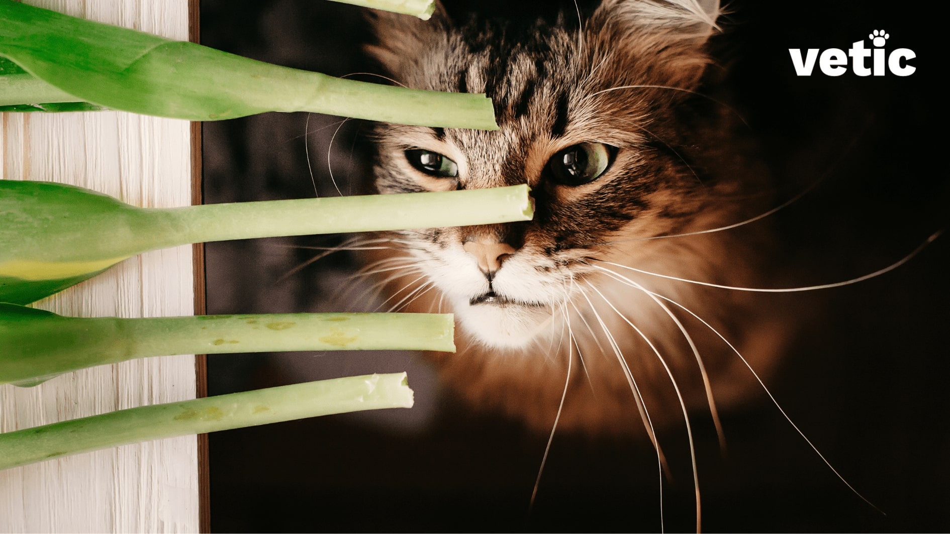 Feline Nutrition Can Your Cat be Vegetarian