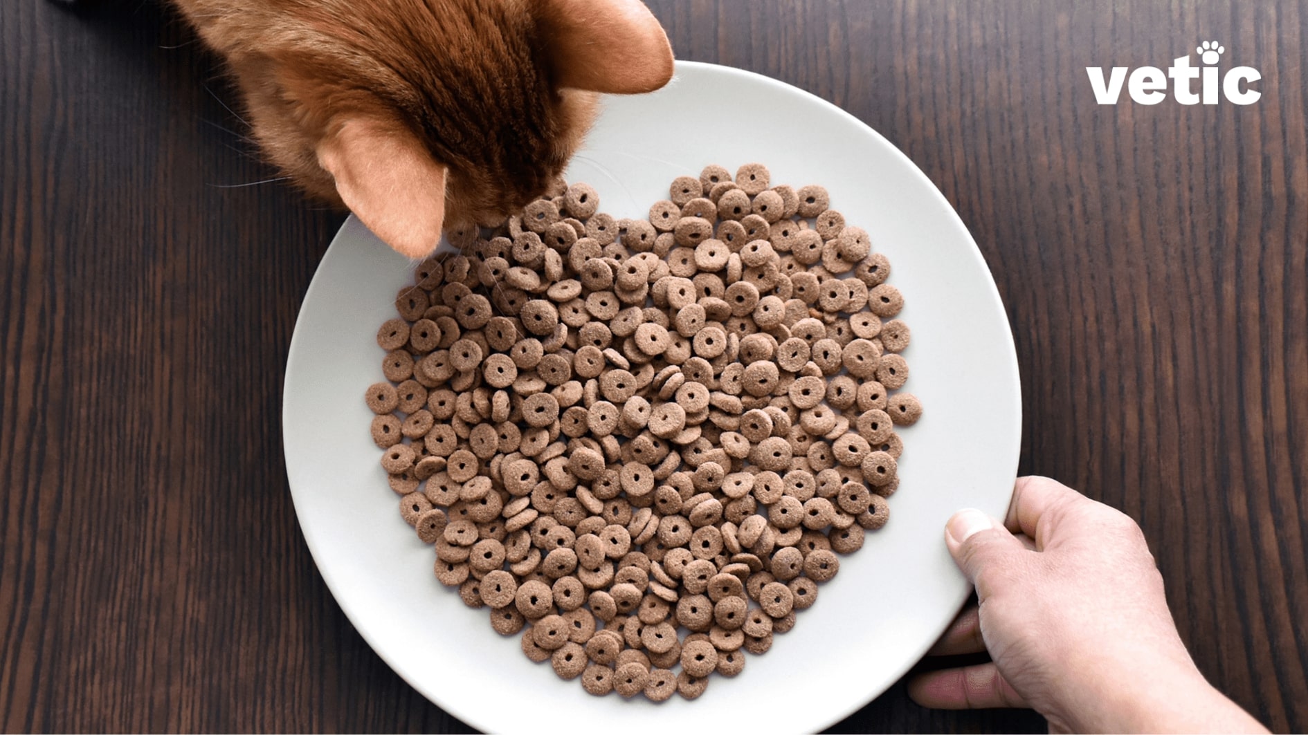 A hand presenting a cat with a plate of round kitty kibbles arranged in the shape of a heart. only the top of the cat's head is in frame, directly opposite to where the hand is holding the plate. If you are vegan or vegetarian invest in good quality cat food since it's impossible for cats to be vegetarian or vegan
