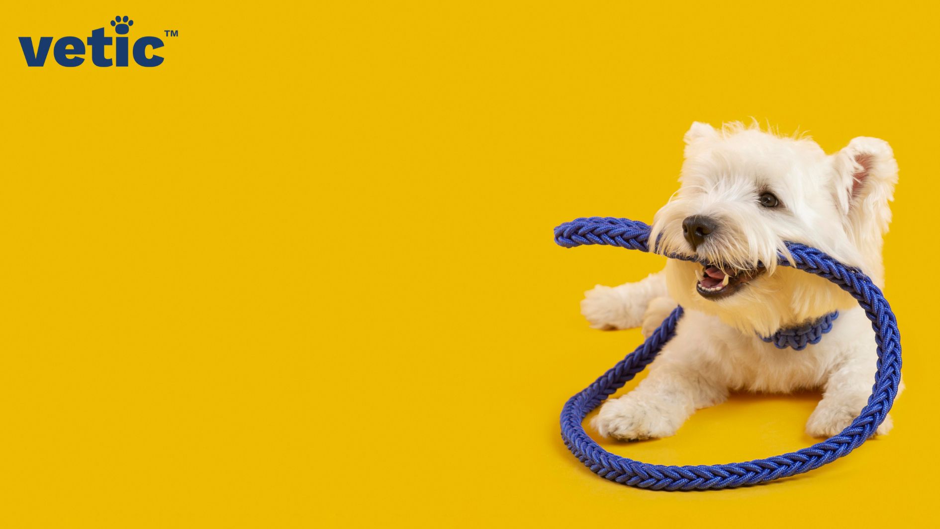 a Bichon Friese sitting with their own leash in their mouth. The leash dog accessory is a good quality braided one.