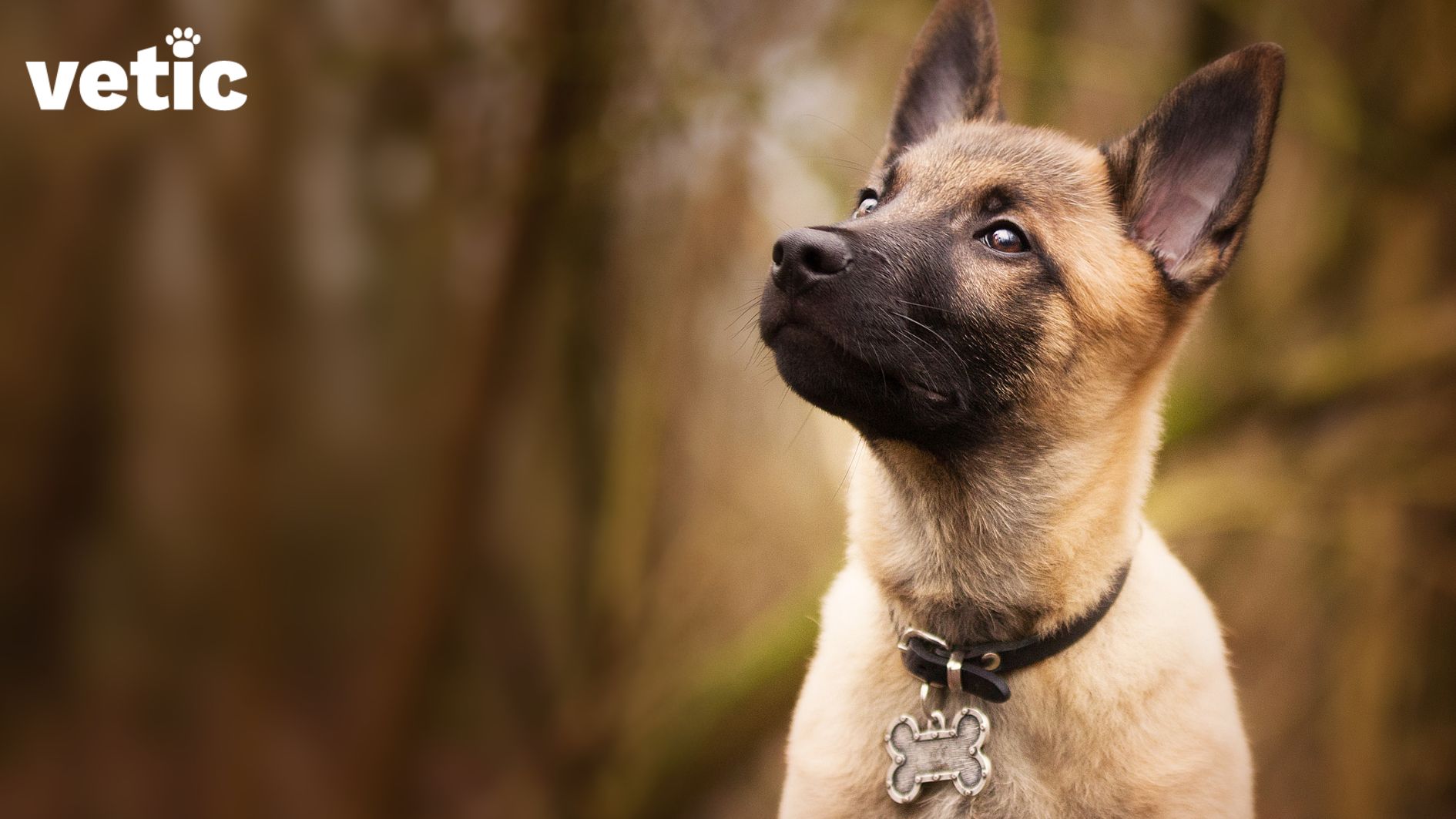 A GSD puppy outdoors wearing a black collar with a bone-shaped identification tag