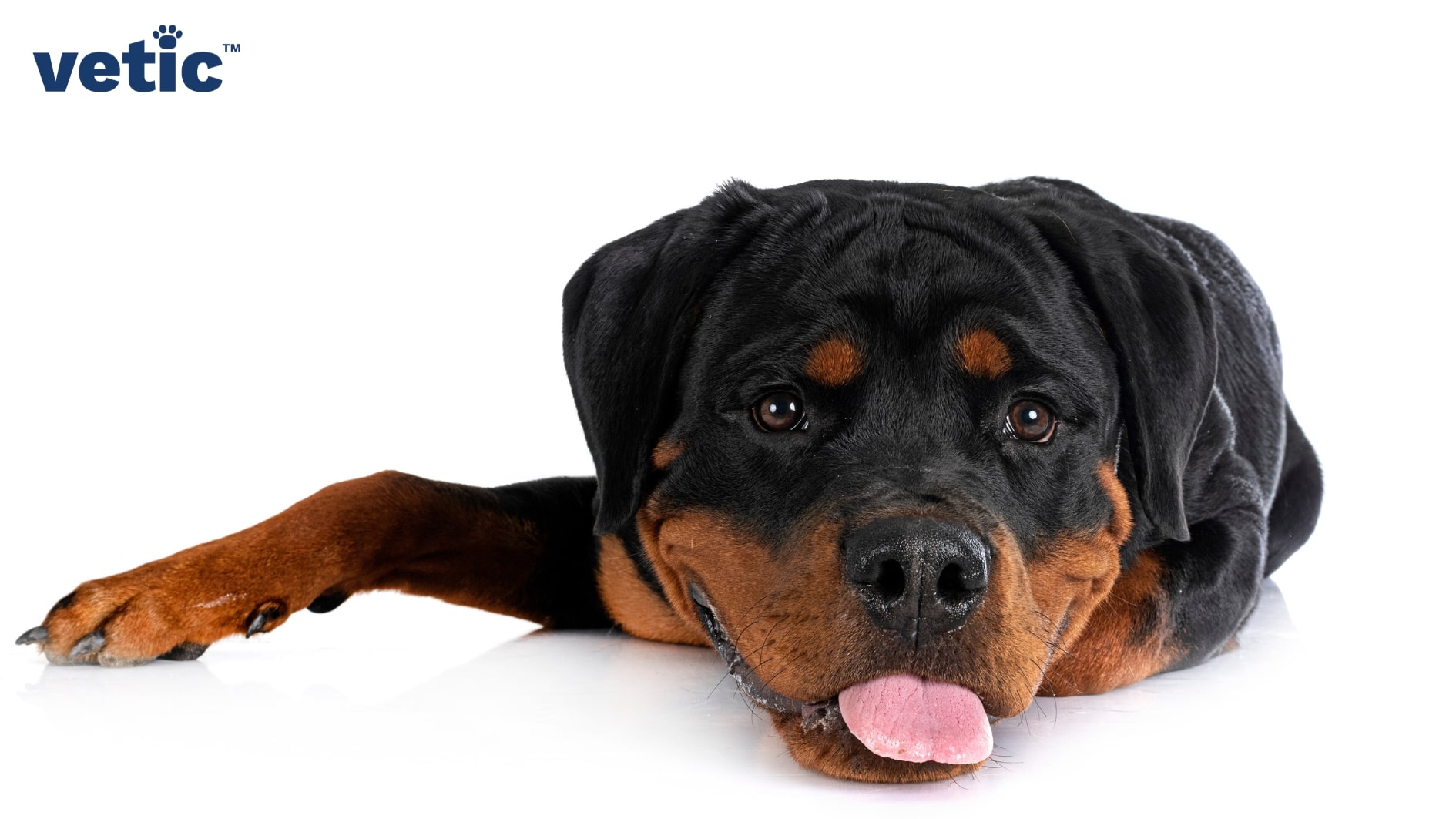 An adult Rottweiler facing the camera. Only the face and part of one hand is visible since he is lying in a twisted position. He has his tongue out. The Rottweiler breed may look menacing, but they have giant goofball energy.