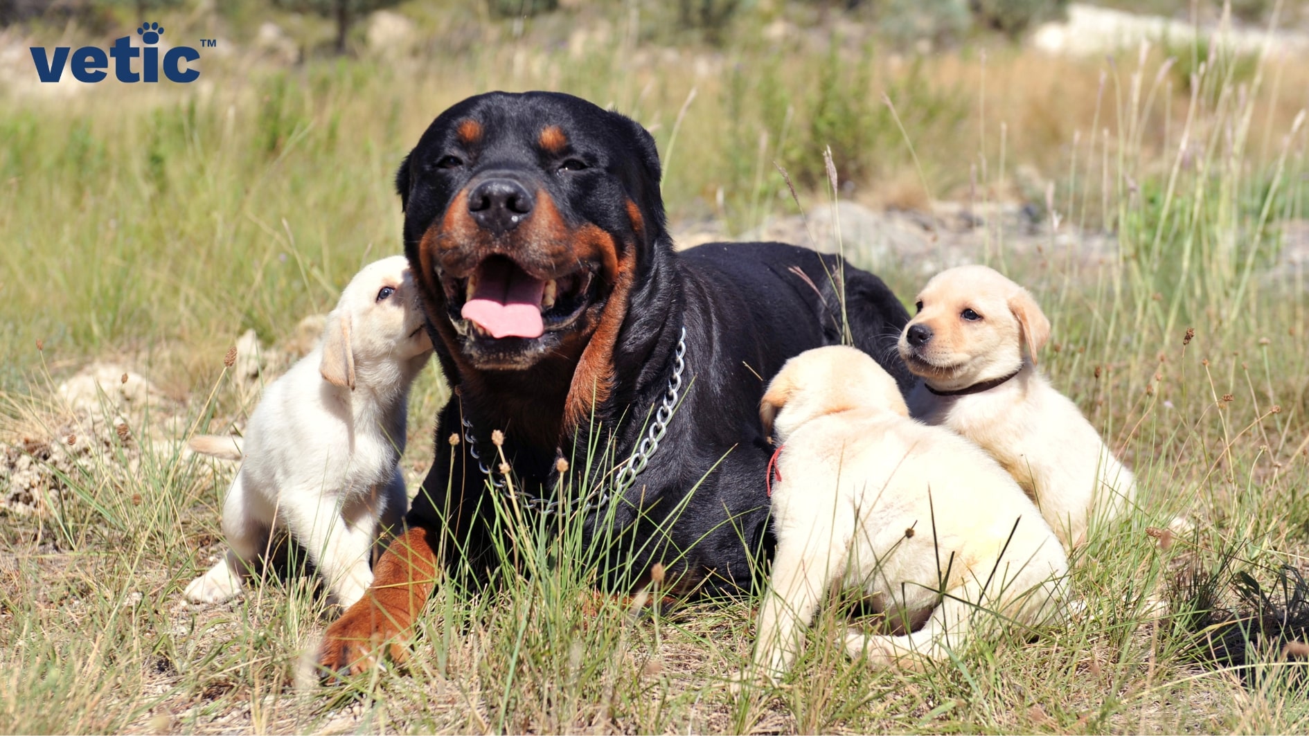 An adult rottweiler with a metal chain around his neck sitting in a rocky field surrounded by 3 fawn coloured labrador retriever pups. The Rottweiler breed is vigilant but that doesn't make them any less sociable and friendly. they simply need the right training.