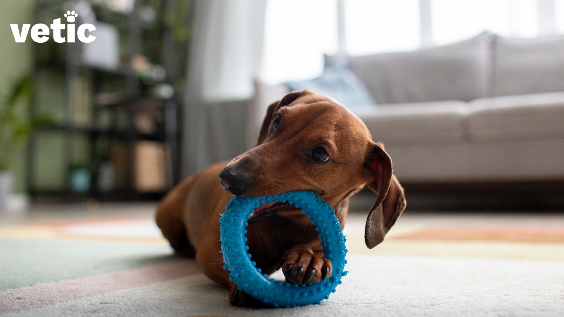 adult Dachshund sitting on the rug and chewing on a blue spiked ring chew toy - an adult dog accessory