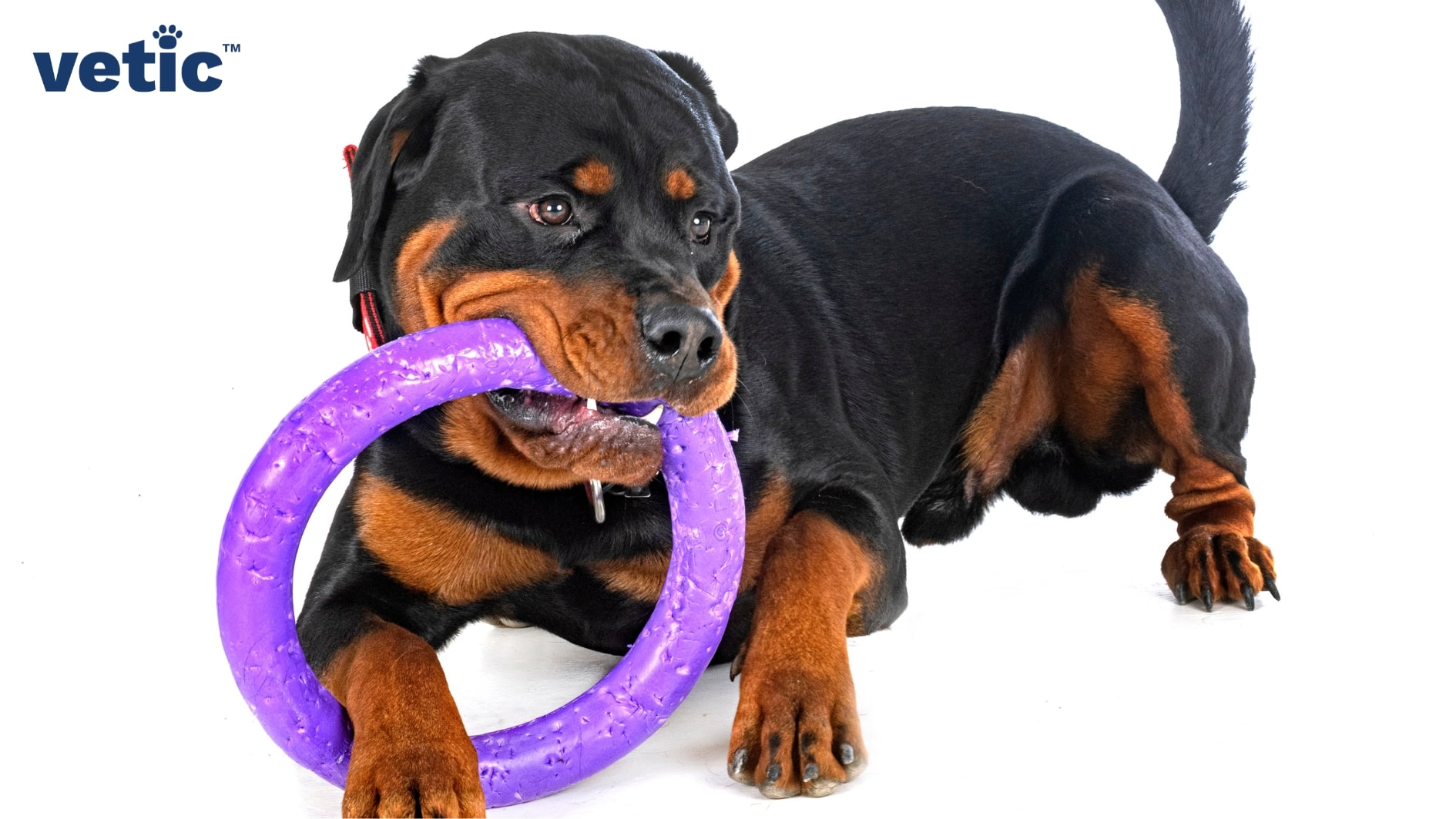 Junior rottweiler squatting while playing with a large sized purple chew toy. The chewtoy is well-used. The young rottie has the Rottweiler Breed standard markings and colors. His paws and parts of his legs, muzzle and lower abdomen are tan. Head, neck and back are black.