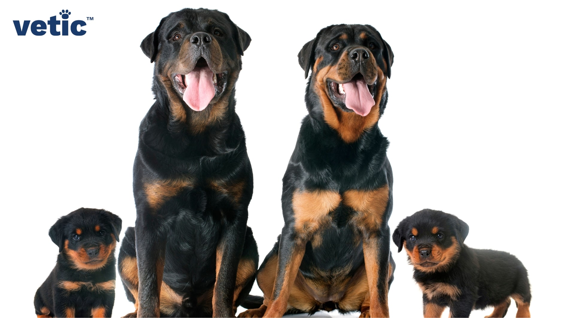 Rottweiler mum and dad sitting with two of their pups. One pup is standing next to it's mum. While the other one is sitting beside his dad. The entire family has proper Rottweiler Breed standard colours, markings, size and other physical traits.