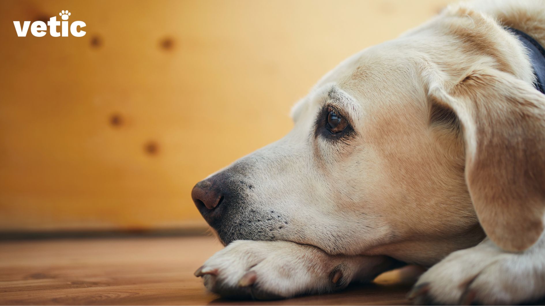 Labrador retriever, fawn in color, wearing a blue collar that's only partly visible, lying on the floor . They are resting their head on their left paw looking straight ahead. only the side profile of the dog is visible. Labrador Retrievers are highly predisposed to arthritis in dogs.