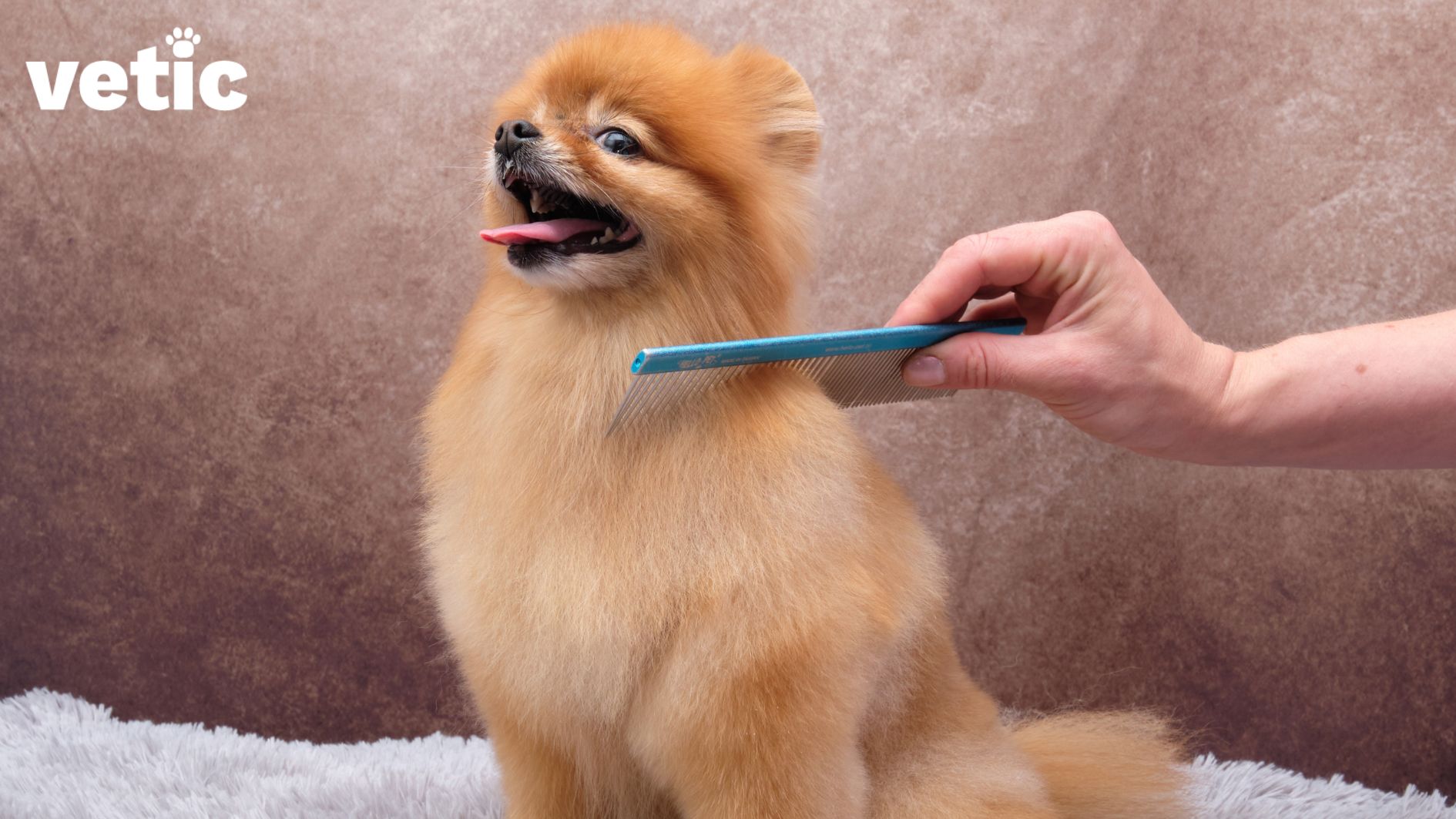 an adult Pomeranian being combed with a blue steel comb