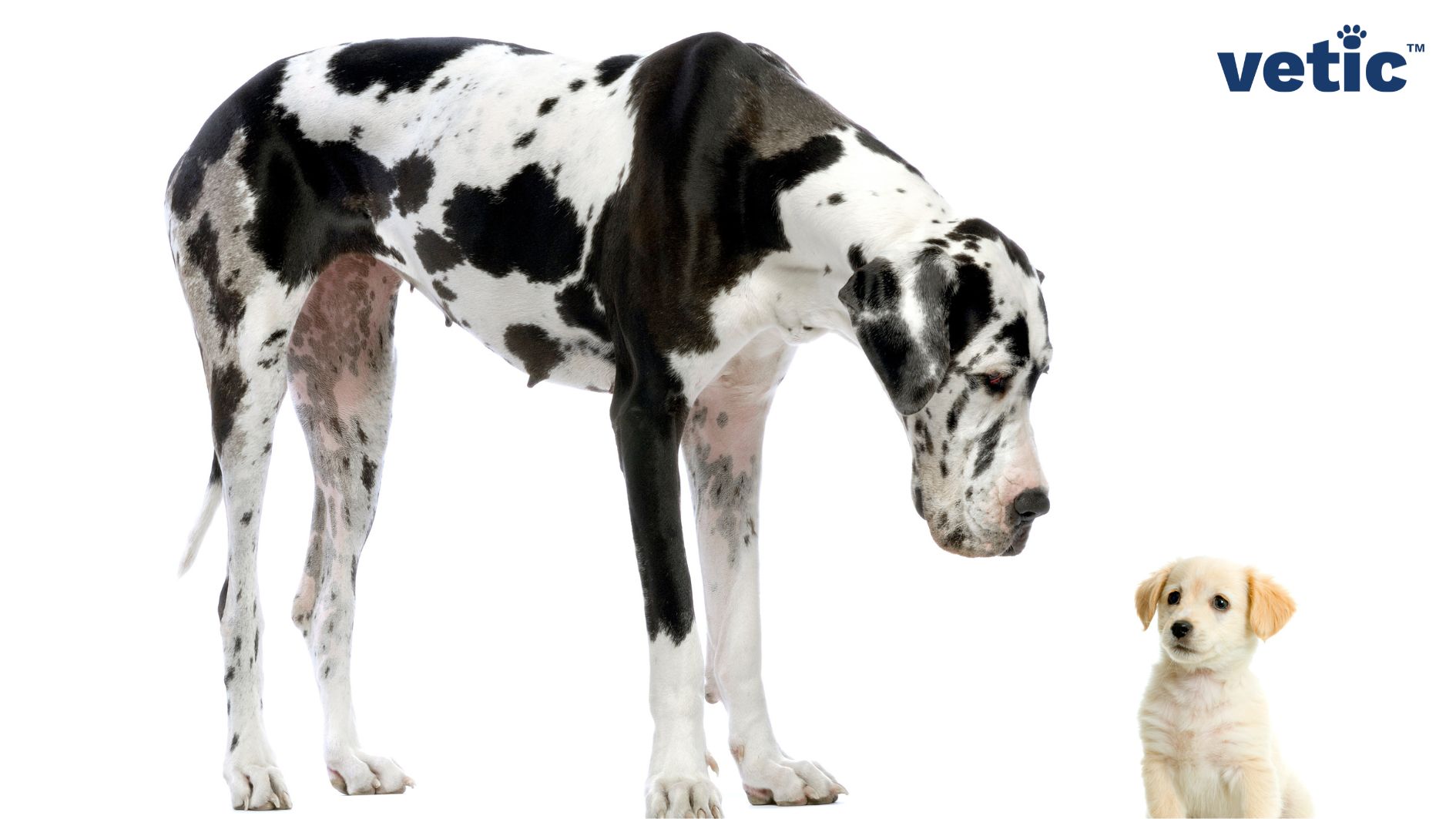 A black and white Great Dane standing on the left looking very curiously at a small fawn labrador puppy sitting on the right. arthritis in dogs are common in the medium and large breeds like these.