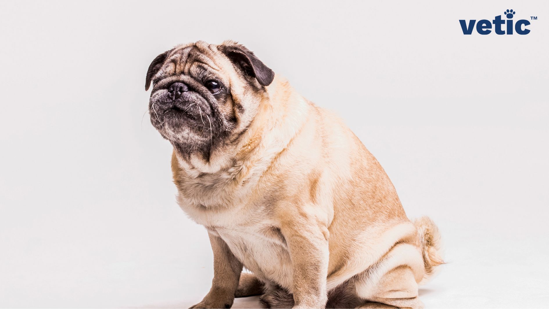 An old, male pug sitting at an angle to the camera. He is overweight and has deformities in the joints of his front legs likely due to arthritis in dogs.