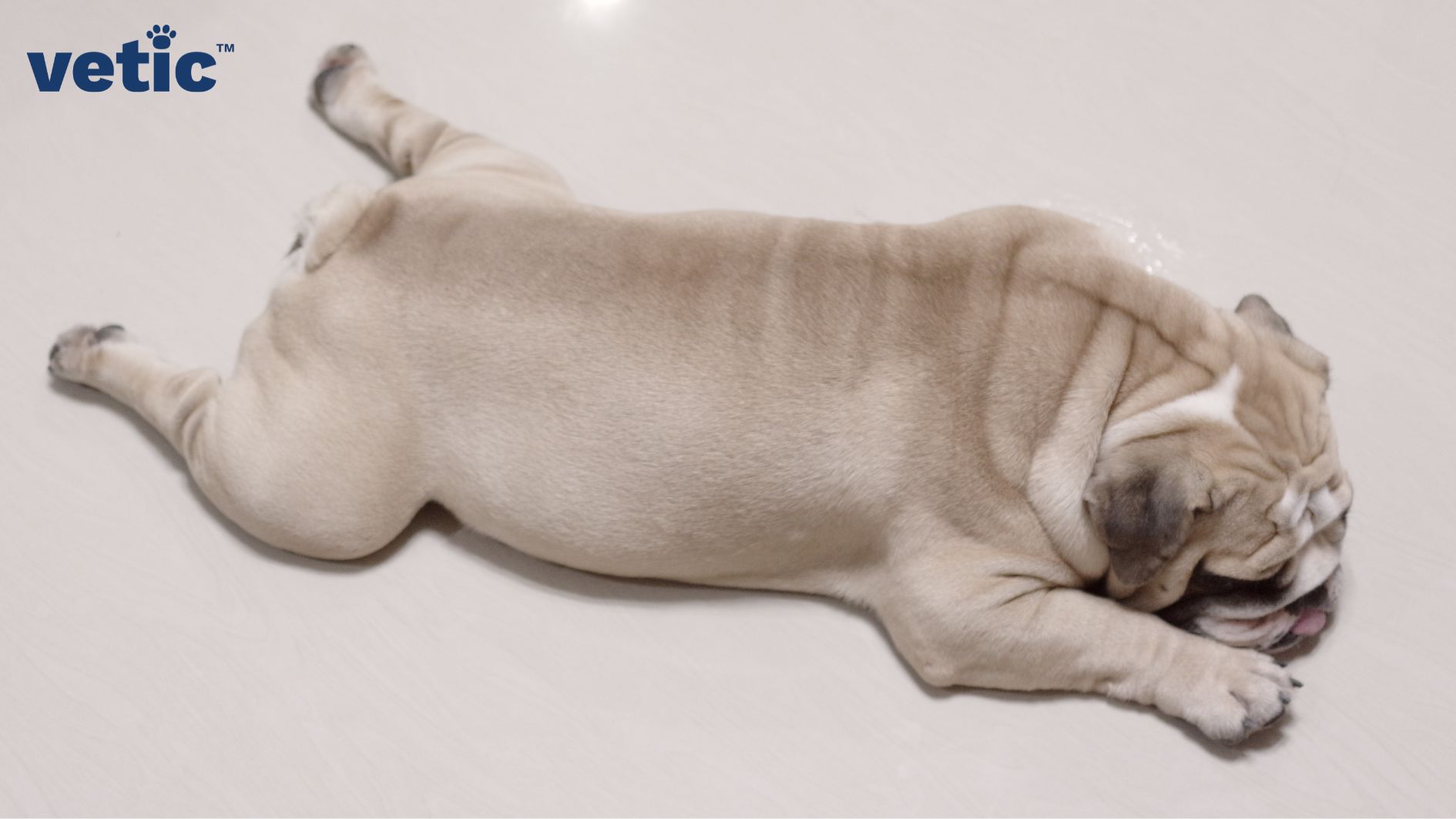 an English Bulldog lying splayed on the floor. The top shot shows the front paws beside his face and the two back legs spread straight behind him. It is a non-recommended posture that increases the risk of arthritis in dogs as they grow older