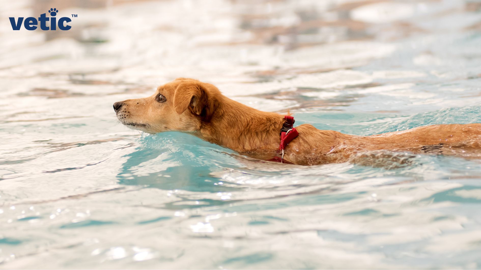 A mixed breed dog with short brown fur, brown eyes and wearing red collar swimming. Hydrotherapy is a recommended exercise for dogs with hip dysplasia, recovering from limb surgeries and arthritis in dogs.