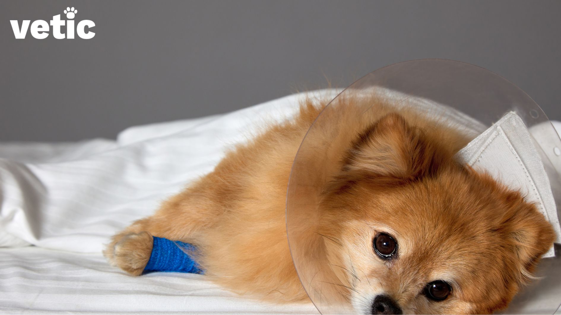 Tiny Pomeranian lying on a white bedsheet, on its side with a blue adhesive bandage on its front left leg. The dog has a e-collar on.