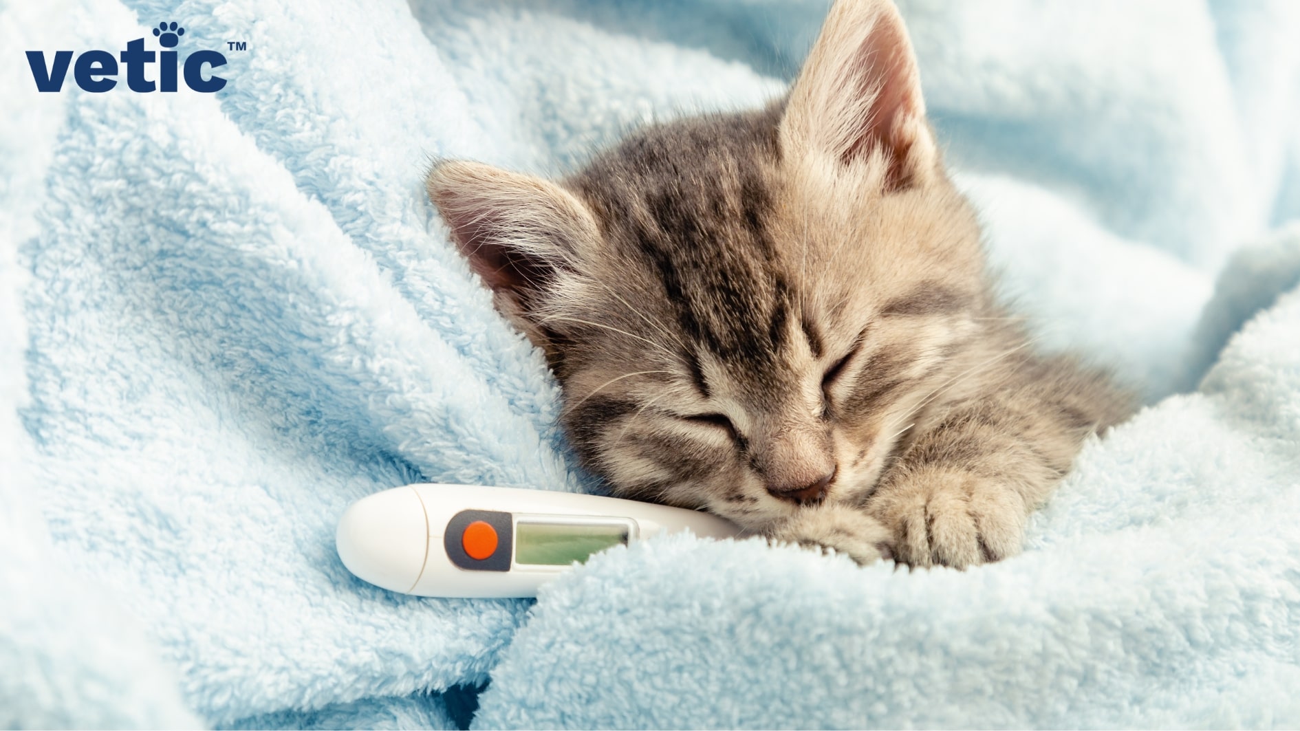 Mackerel kitten wrapped in a baby blue blanket, only face, ears and two front paws visible. sleeping with a thermometer. fever is a common cause of panting in cats and kittens.