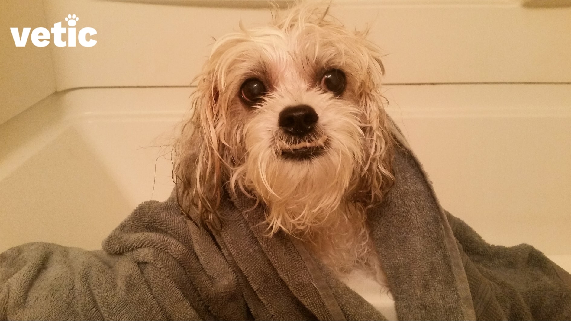A Shih Tzu puppy with a severe underbite sitting wrapped in an olive green towel after bathing. Regular brushing and bathing with the right products can protect all breeds of dogs from skin allergies.