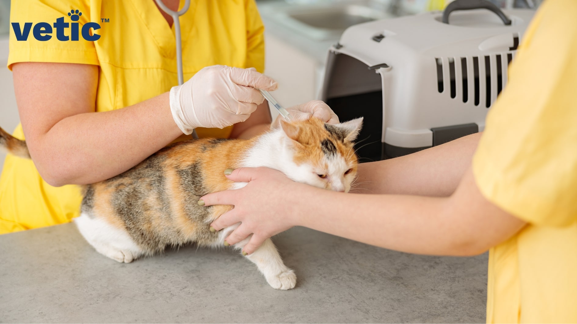 The photo shows a calico cat being held by a veterinarian and possibly their assistant as the doc tries to vaccinate her. a front-open, grey cat carrier is visible on the right upper corner. New cat owners should not delay vaccination dates since it increases the risks of viral infections in cats.