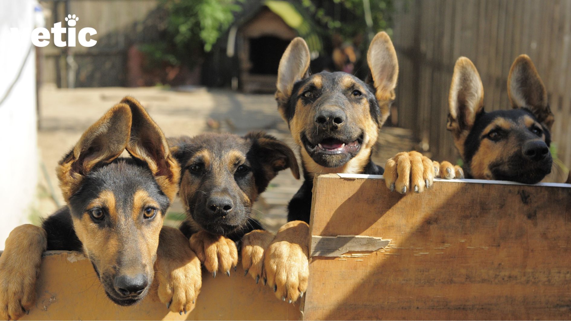 German Shepherd The Guide To Finding A Loyal Companion
