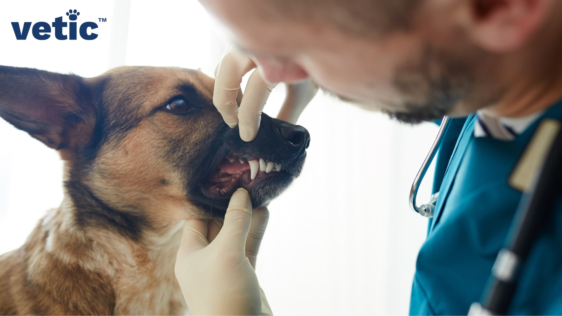 A veterinarian wearing blue scrubs and white gloves checking the dental condition of a relatively young dog of unknown breed. The photo is taken from above the shoulder of the vet. Poor dental health can be a cause of excessive drooling in dogs