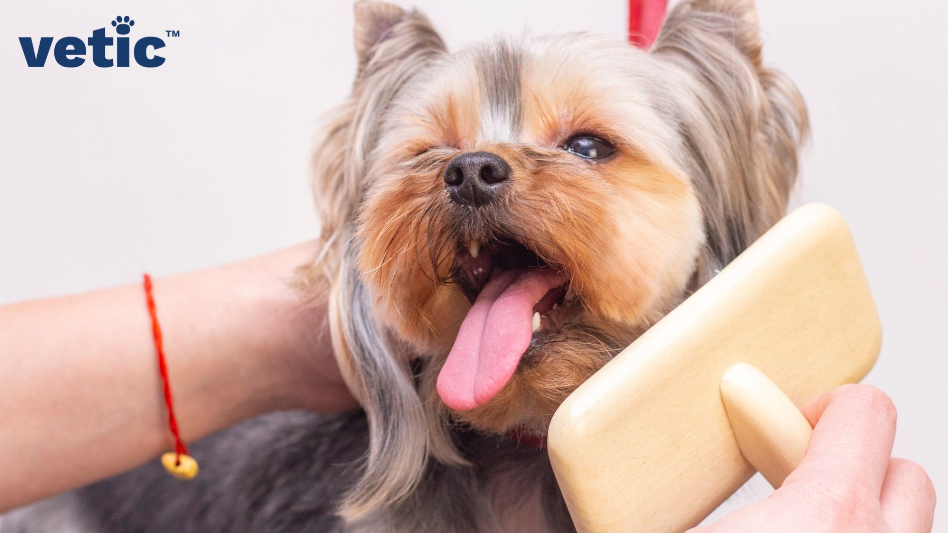 a Shih Tzu being brushed with a wooden-handled slicker brush. A slicker brush is a dog accessory that removes loose hair and redistributes the natural oil in their coat.