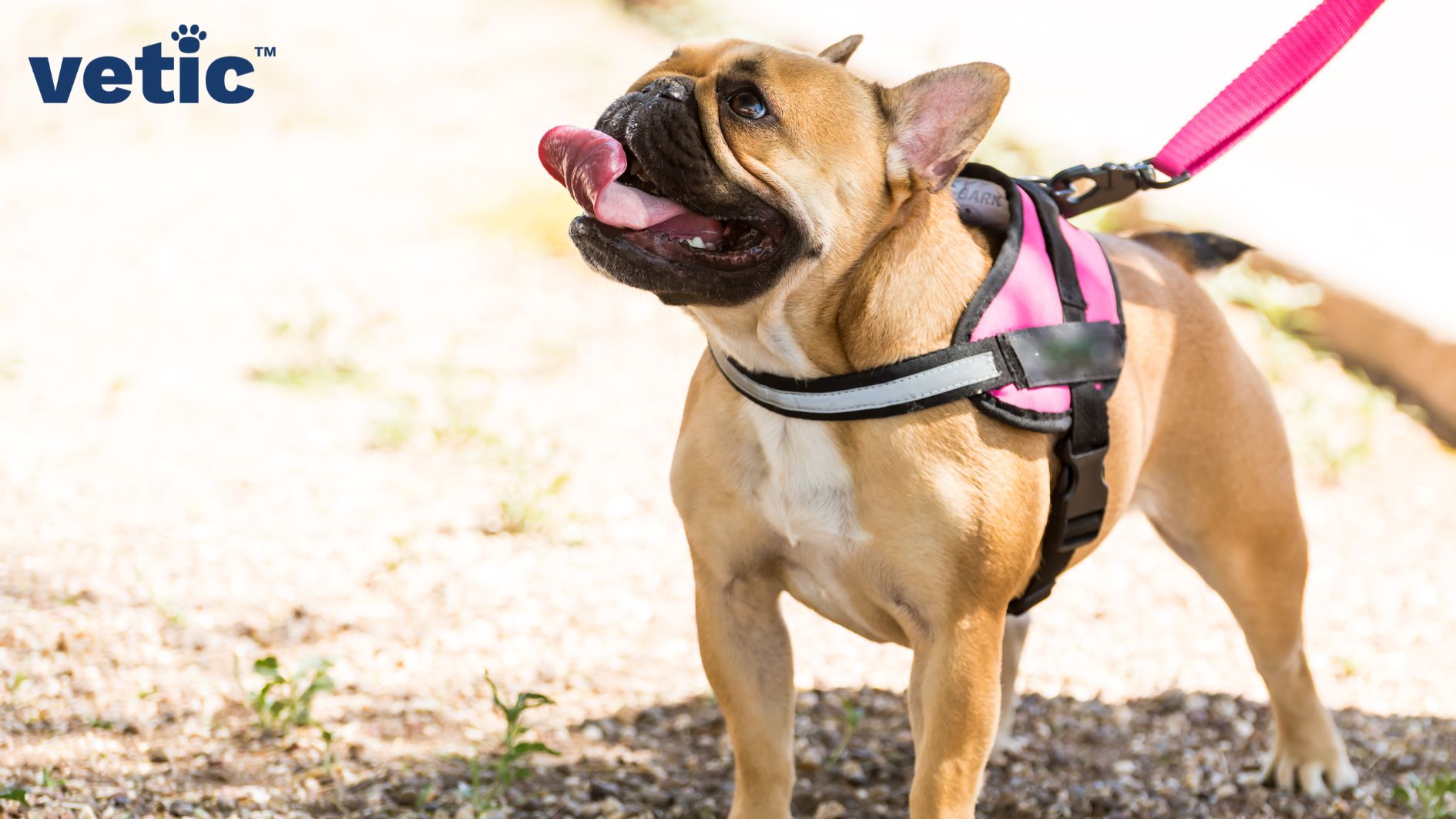a Boston Terrier wearing a pink padded harness with a fuchsia pink leash. padded harnesses are must-have dog accessories for all breeds and sizes