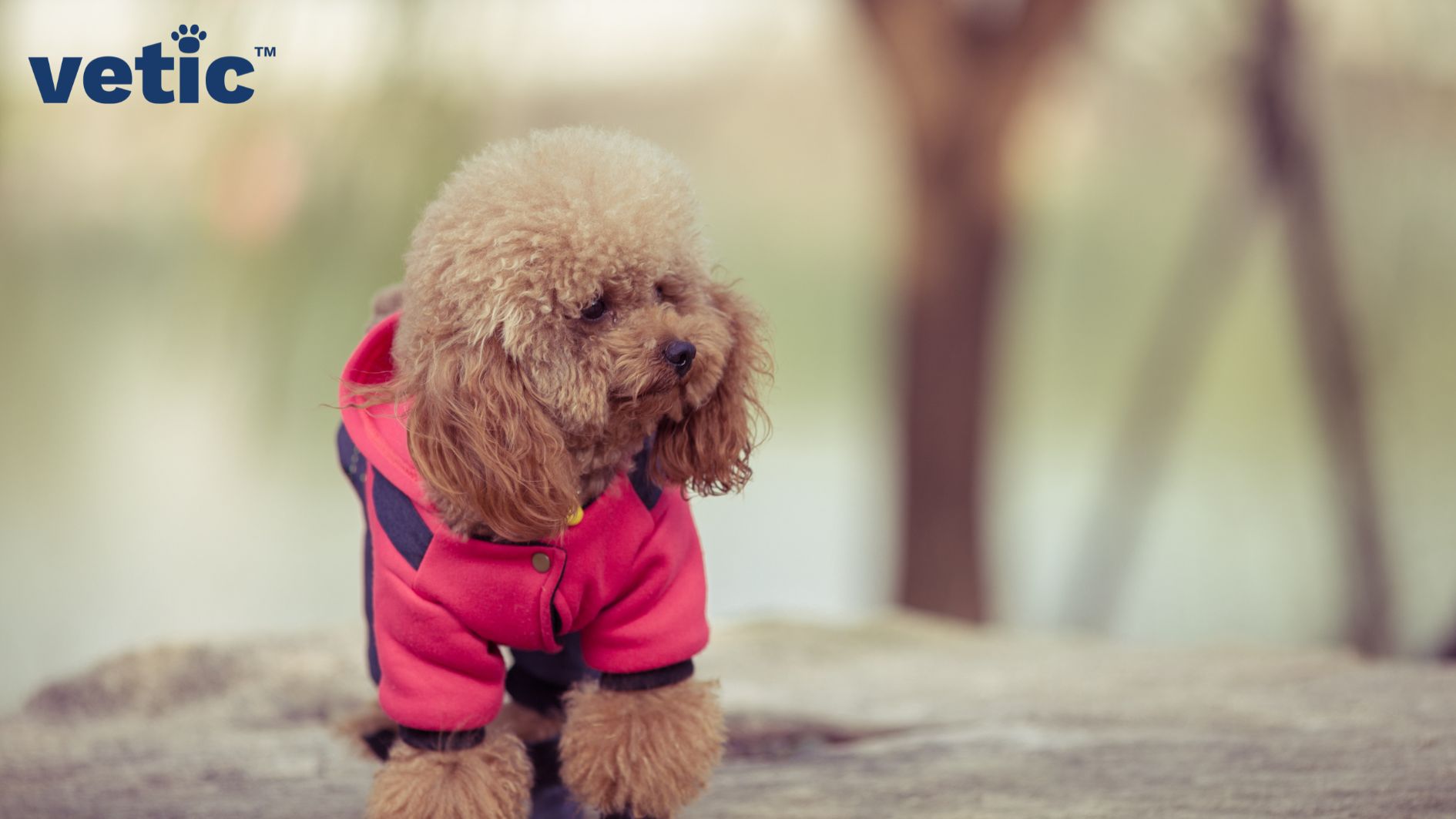 a toy poodle wearing a fuchsia and navy fleece jacket